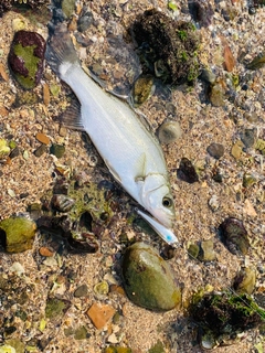 セイゴ（ヒラスズキ）の釣果