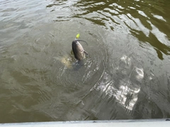 アメリカナマズの釣果