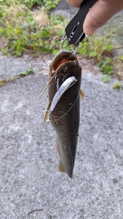 ニホンナマズの釣果