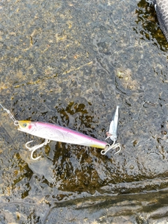 マイワシの釣果