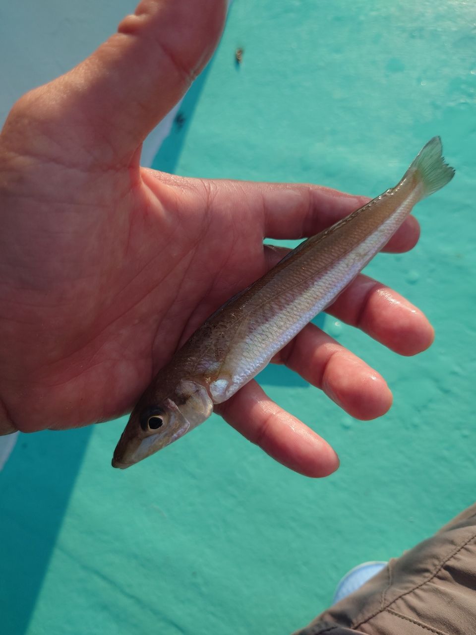 カワハギ太郎さんの釣果 2枚目の画像