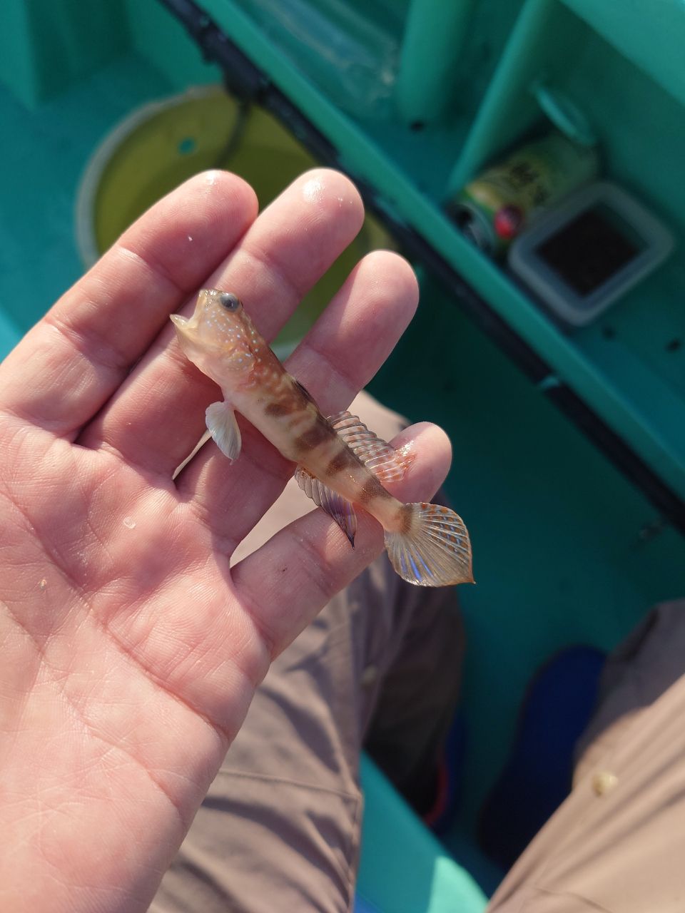 カワハギ太郎さんの釣果 3枚目の画像