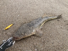 マゴチの釣果