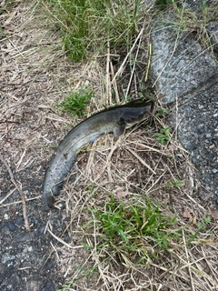 ナマズの釣果