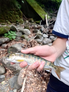 ヤマメの釣果