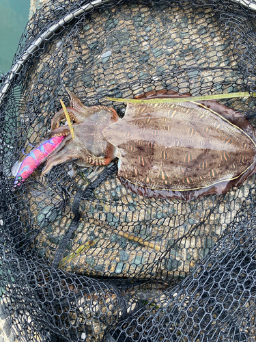 モンゴウイカの釣果