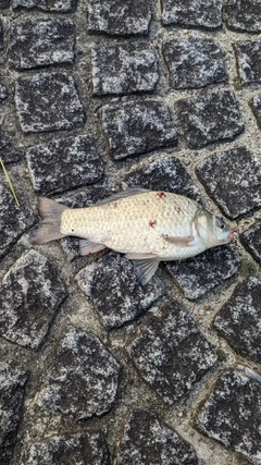 ヘラブナの釣果