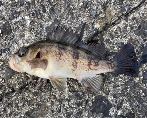 メバルの釣果