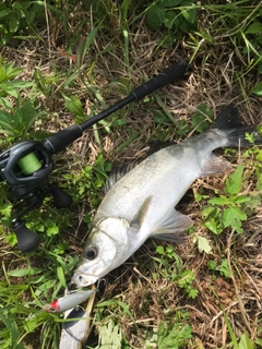 ヒラスズキの釣果