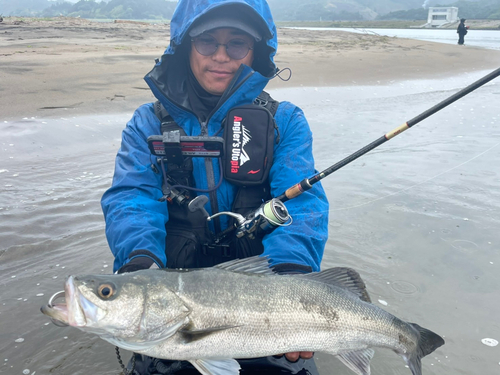 スズキの釣果