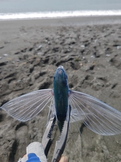 トビウオの釣果