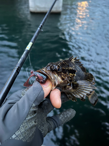 タケノコメバルの釣果