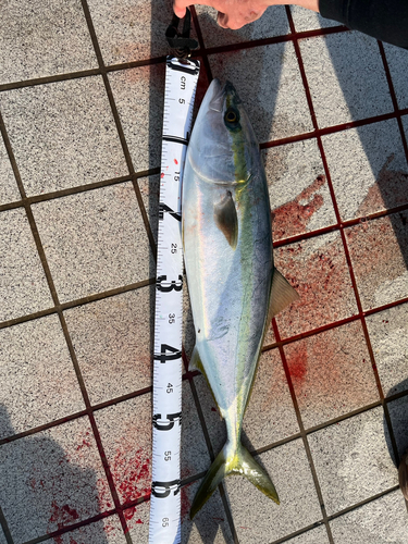 ハマチの釣果