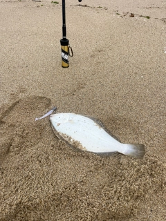 ヒラメの釣果