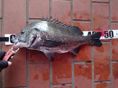 チヌの釣果