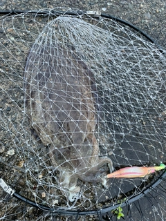 モンゴウイカの釣果