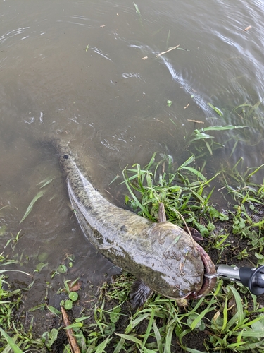 マナマズの釣果