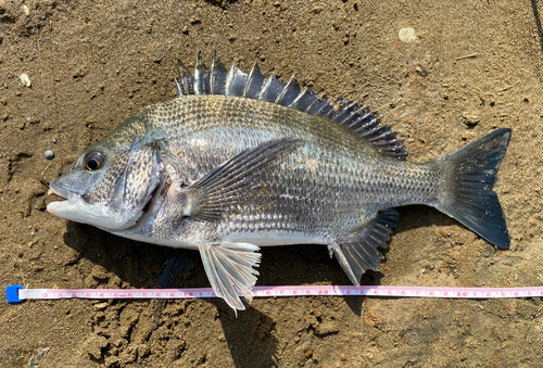 クロダイの釣果