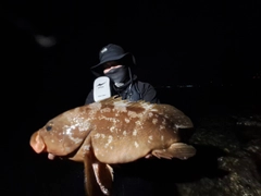 アコウの釣果