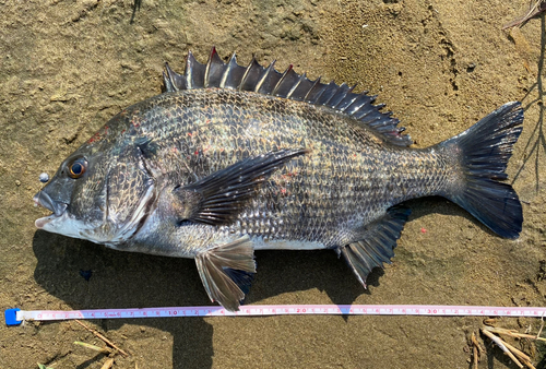 クロダイの釣果