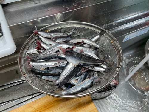 カタクチイワシの釣果