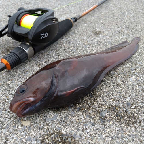 ドンコの釣果