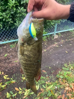 スモールマウスバスの釣果