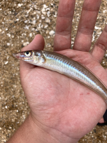 シロギスの釣果