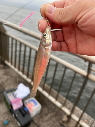 キスの釣果