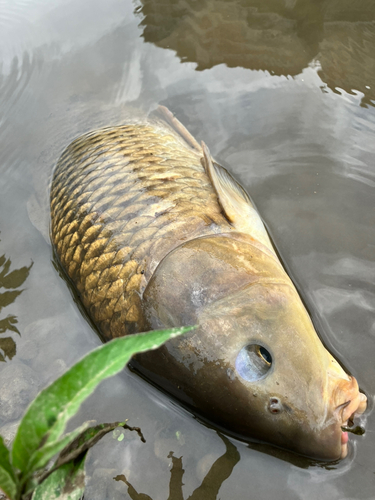 コイの釣果