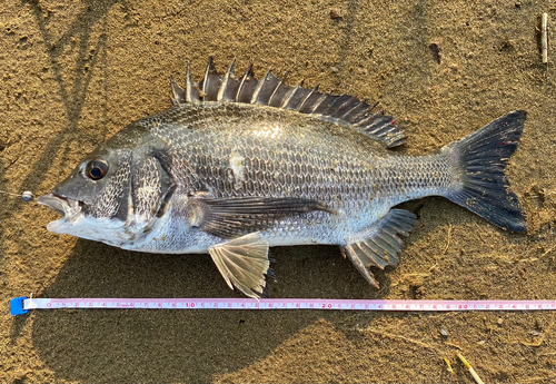 クロダイの釣果