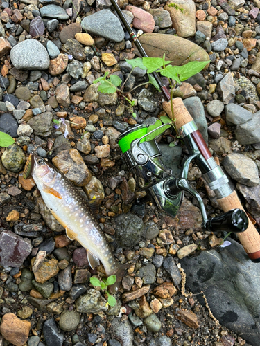 イワナの釣果