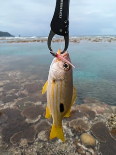 ヤマトビーの釣果