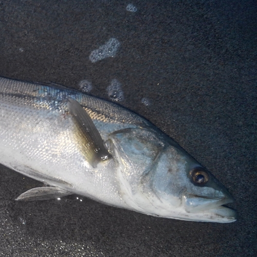 スズキの釣果