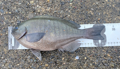 クロの釣果