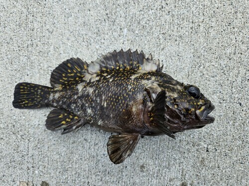 オウゴンムラソイの釣果