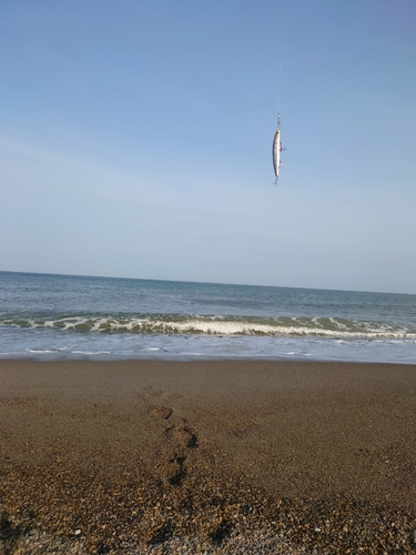 イナダの釣果