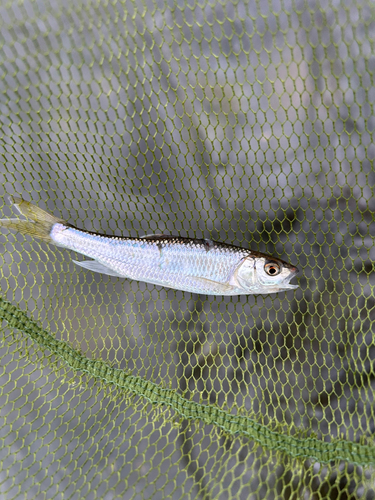 オイカワの釣果