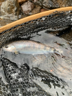 ヤマメの釣果