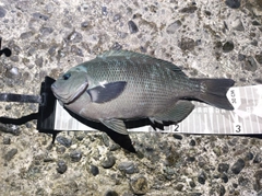 クチブトグレの釣果