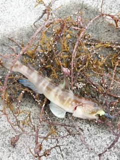 イトヒキハゼの釣果