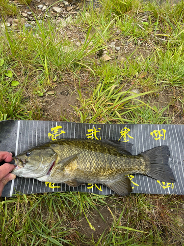 スモールマウスバスの釣果