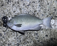 クチブトグレの釣果