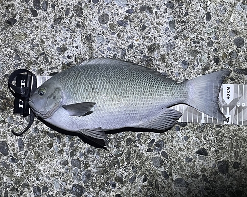 クチブトグレの釣果