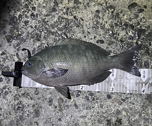 クチブトグレの釣果