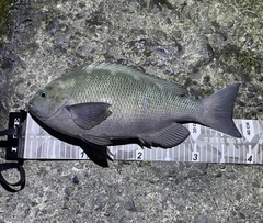 クチブトグレの釣果