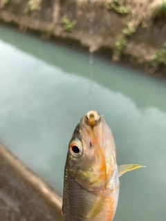 カワムツの釣果