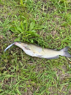 アメリカナマズの釣果