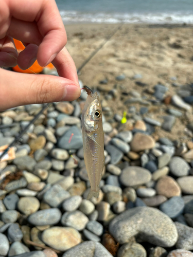 キスの釣果