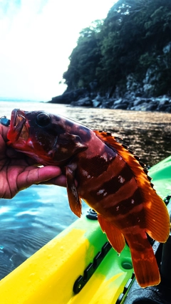 アカハタの釣果